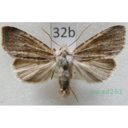 Parastichtis suspecta (Hübner, 1817) Czech32b